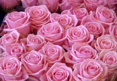 Roses - trandafir, pink, valentine, bouquet, rose, flower