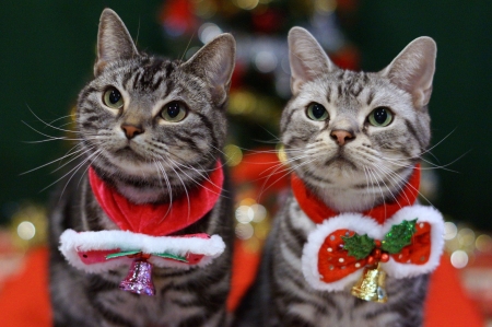 Christmas Cats - kitties, decoration, looking, sitting