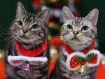 Christmas Cats