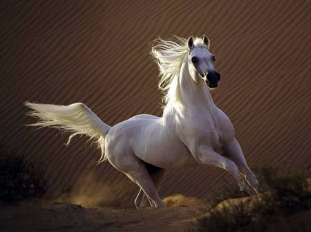 White and wild - white, gallop, horse, wild