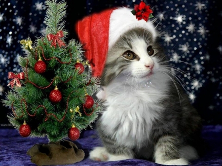 Puuuuurfect Christmas - white, cat, hat, red, tree, christmas