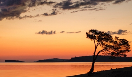 Beautiful sunset - nature, tree, sunset, sea