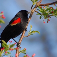 Beautiful Bird on the Branch