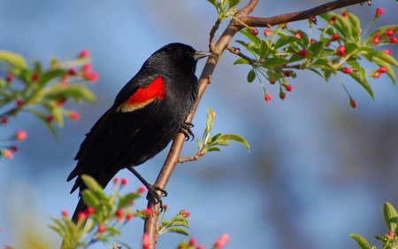 Beautiful Bird on the Branch - bird, trees, branch, animal