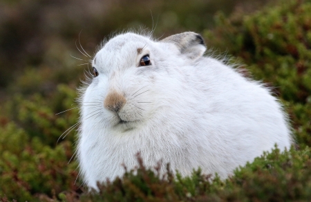 Bunny - white, rabbit, animal, rodent, bunny, green