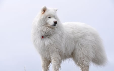 Big White Fluffy Samoyed - white, fluffy, dog, animal, samoyed