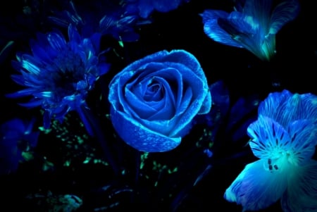 Blue Floral Backgrounds - flowers, nature, blue, rose, lily