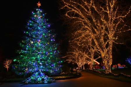 Magical Christmas - magical, winter, night, christmas, lights