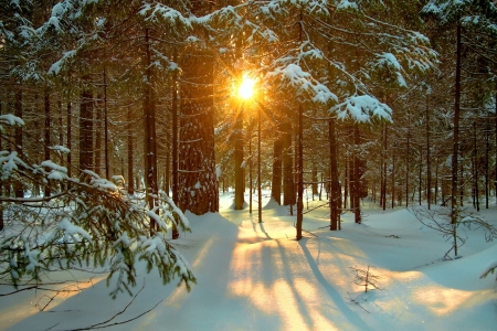 Winter Forest - sunset, trees, snow, sun