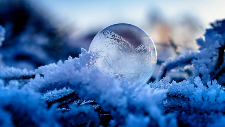 Frozen - snow, frost, winter, nature