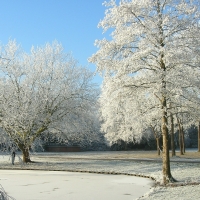 Winter in the Park