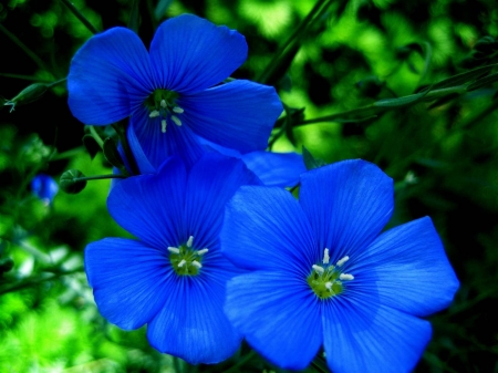 blue flowers - fun, blue flowers, nature, beautiful, cool