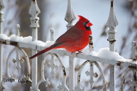 Cardinal in winter - cardinal, birds, winter, red