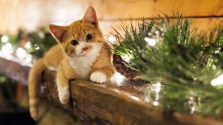 christmas kitty - trouble, christmas, cats, kitty