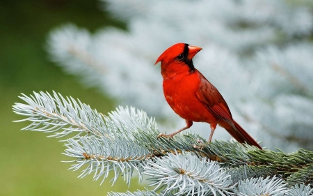 beautiful Cardinal - birds, winter, red, snow, tree