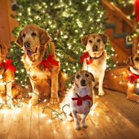 dogs lighted up