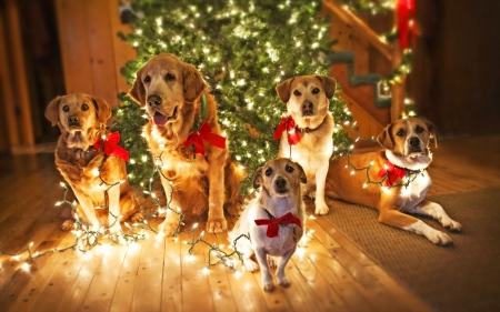 dogs lighted up - dogs, animals, christmas, lights