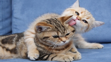 hug and kiss - hug, funny, kiss, cats