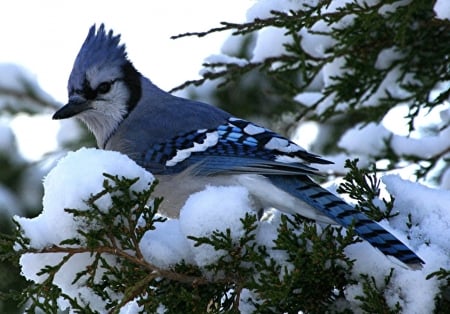 blue bird - blue, snow, winter, tree, bird