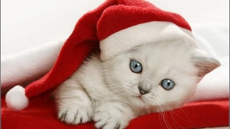 christmas kitty