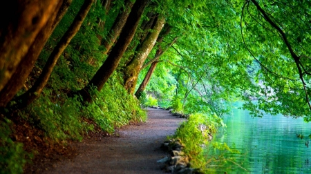 peaceful path - fun, nature, peaceful path, forest, cool