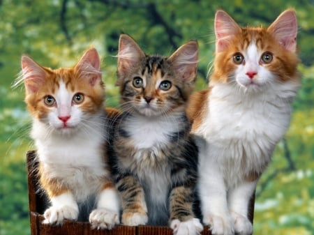 three's company - three, pretty, animals, cats, kitty