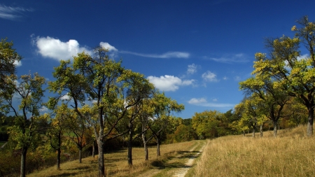 road thru a forest - fun, nature, trees, cool, forest, road