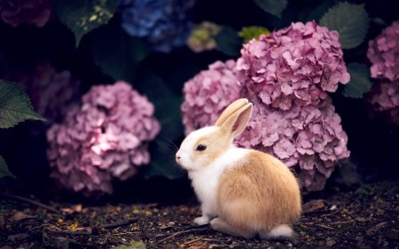 Cute Bunny - purple, rabbit, cute, flowers, bunny