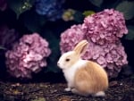 Cute Bunny