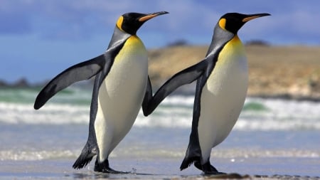 penguins - fun, penguins, animals, cool