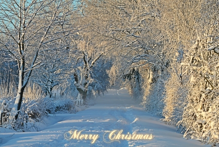 Merry Christmas! - winter, nature, trees, snow