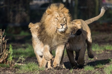 Lion - animal, cub, paw, lion