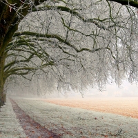 Trees-on-Winter-Field