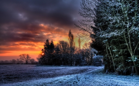 Winter SUnset - nature, sky, cloud, winter, tree, sunset