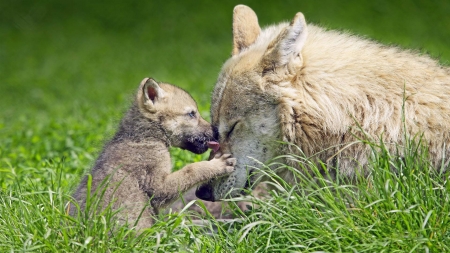 Wolf - wolf, animal, cub, grass