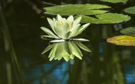 Waterlily - flower, summer, pond, waterlily