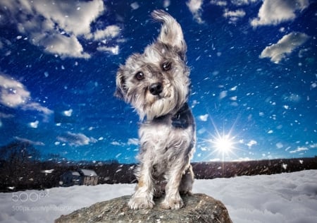 Breeze - sky, winter, wind, clouds, snow, dog