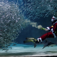 Diver Santa with the sardines