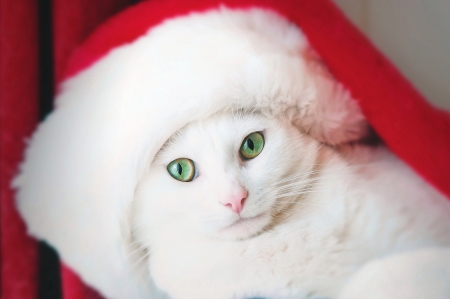 Christmas Kitty ♥