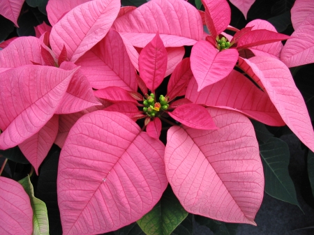 POINSETTIA - leaves, petals, nature, colors