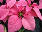 POINSETTIA