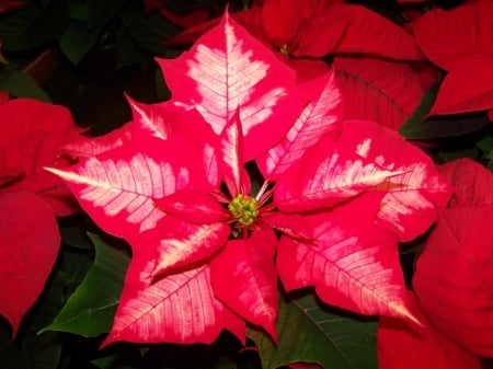 POINSETTIA - leaves, petals, nature, colors