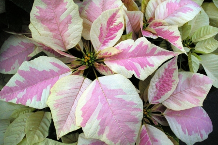 POINSETTIA - leaves, petals, nature, colors