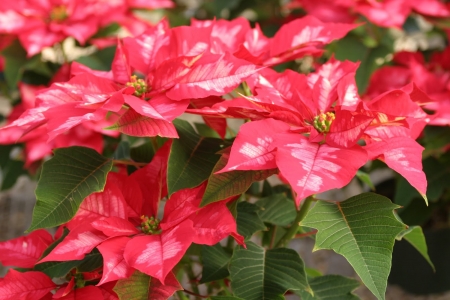 POINSETTIA - leaves, petals, nature, colors