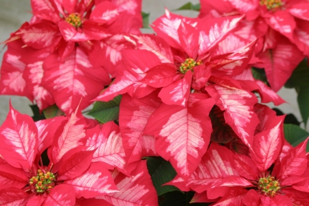 POINSETTIA - leaves, petals, nature, colors