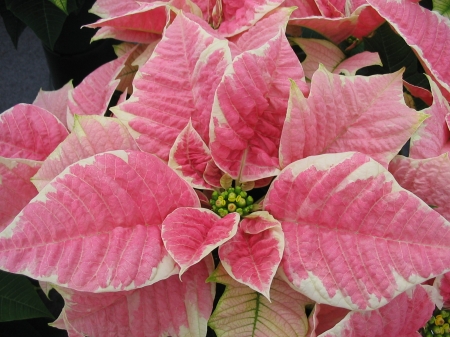 POINSETTIA - leaves, petals, nature, colors