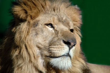 LEO THE LION - cat, mane, big, stare