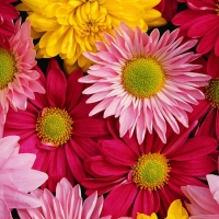 different coloured daisies