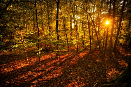 Forest - nature, tree, forest, grass