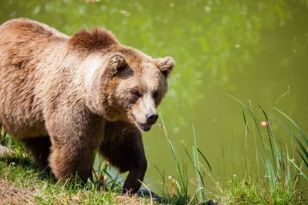 Bear - grass, animal, Bear, paw